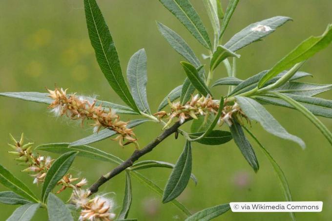 Wierzba lawendowa (Salix eleagnos)