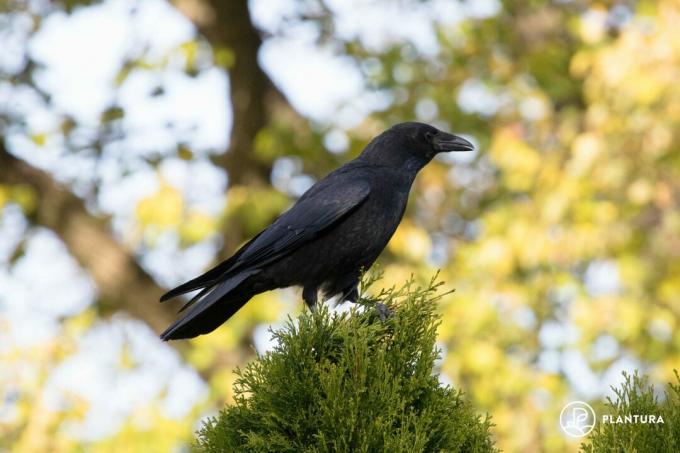 Carrion Crow on Tree
