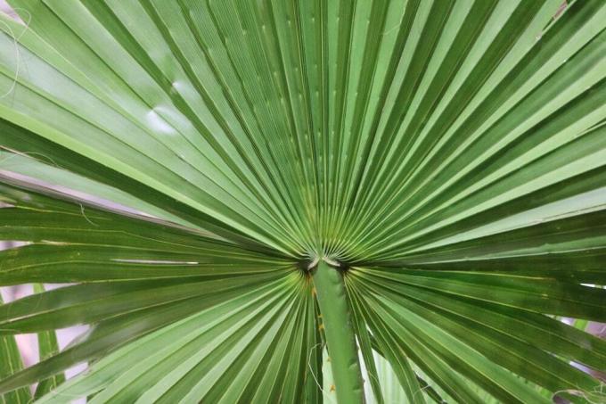 Vašingtonas robusta - Vašingtonas palma