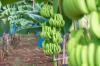 Історія Кавендішського банана, що знаходиться під загрозою зникнення