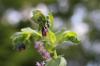 Velký voskový květ, Cerinthe major: péče od A do Z