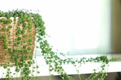 エンドウ豆の世話：水やり、肥料など。