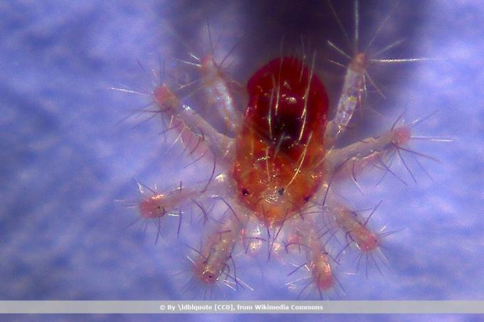 Araña roja, Panonychus ulmi
