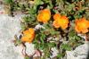 Purslane-kukat: vinkkejä istutukseen ja hoitoon
