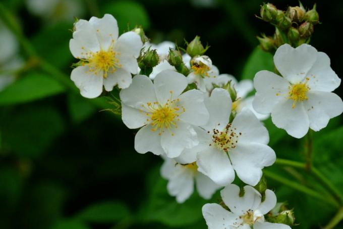 Růžová multiflora s bílými květy