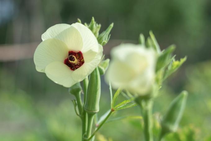 Okra flor blanca en el jardín