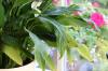 Az Einblatt / Spathiphyllum barna leveleket kap