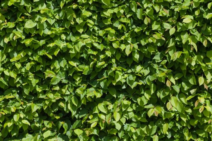 Hornbeam hedge how fast does it grow