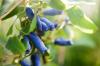 Maiberry: variedades, ubicación y corte