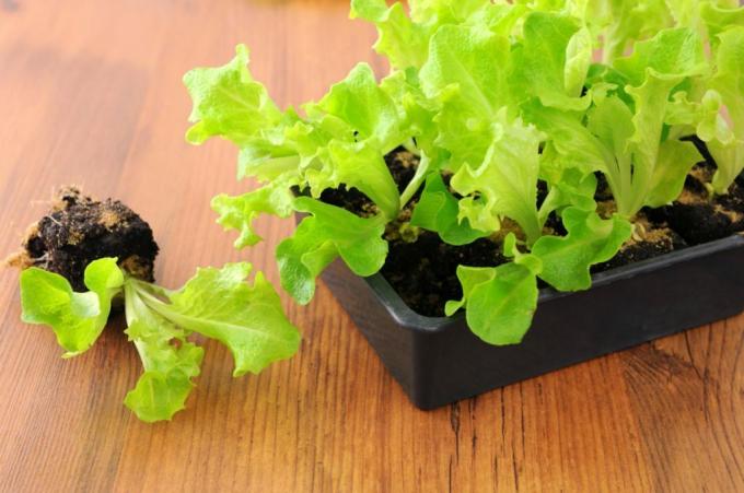 Răsaduri de salată verde în cutie