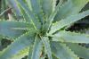 Aloe arter: 29 sorter