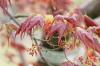 Listy japonského javoru se kroutí a stáčejí, hnědnou