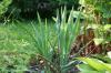 Giglio di palma filamentoso, yucca da giardino, yucca filamentosa