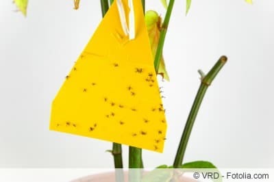 Komary grzybowe na żółtych naklejkach