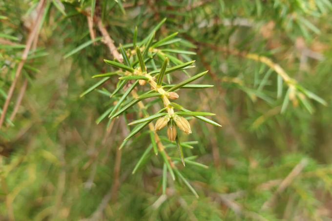 Juniper shrub needles