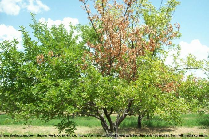 Bir elma ağacında Monilia laxa