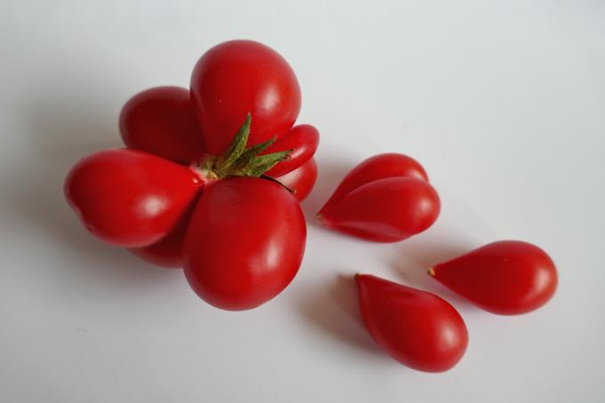 トマトバラエティトラベルトマト