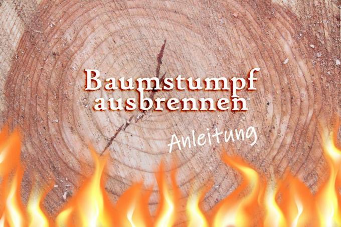 Burn out tree stump