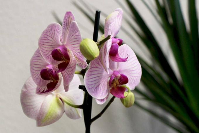 Правилно захранвайте орхидеите с вода