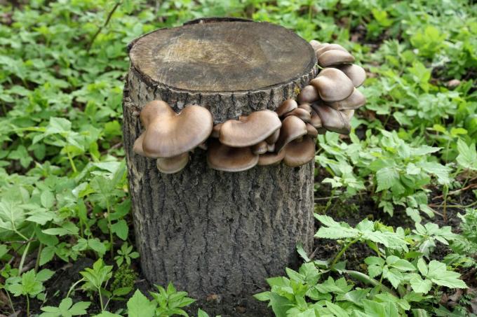 Oyster mushroom on the tree stump