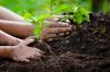 Komposti lannoitteena: käyttötarkoitukset ja ominaisuudet