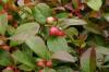 Lower shamberry, Gaultheria procumbens