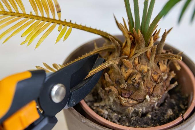 Отрежете жълти листа на палмово дърво с ножица