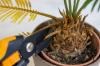 Palmetreet får brune blader: hva skal jeg gjøre?