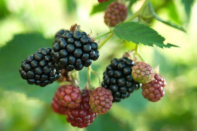 Blackberry 'Árbol de hoja perenne sin espinas'