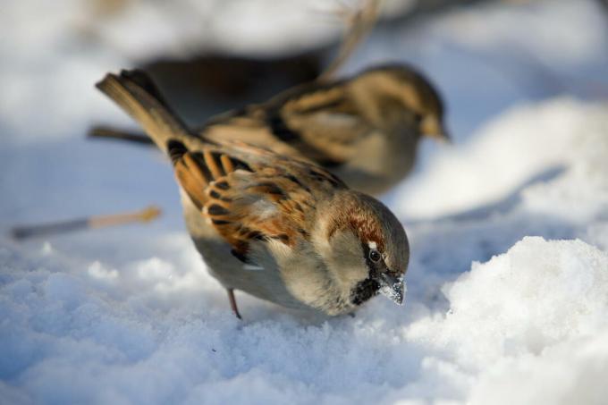 House sparrow in winter