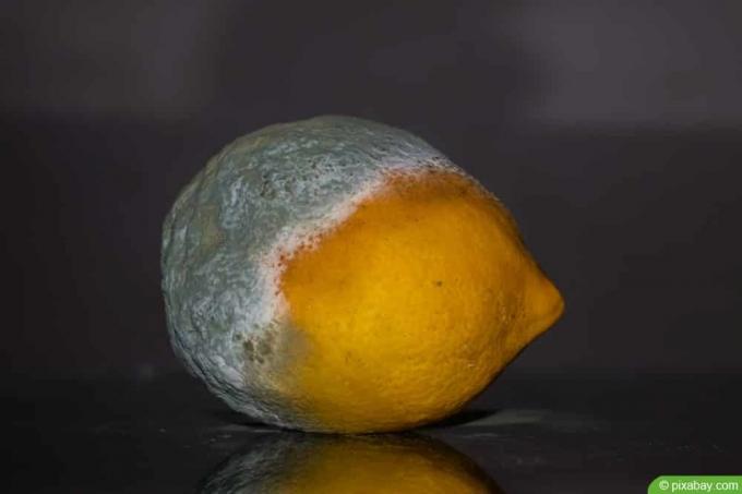 moisissure verte sur un citron
