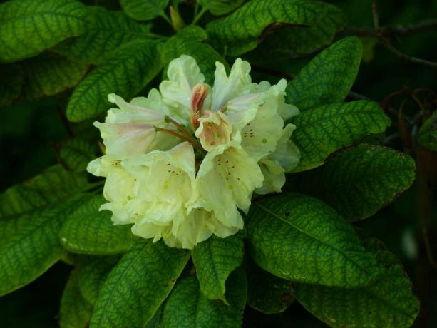 Rhododendron wardii, gold bouquet