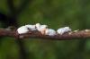 Baltųjų hortenzijų lapų priežastys