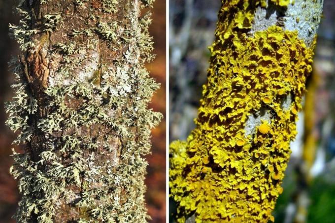 Lichen species