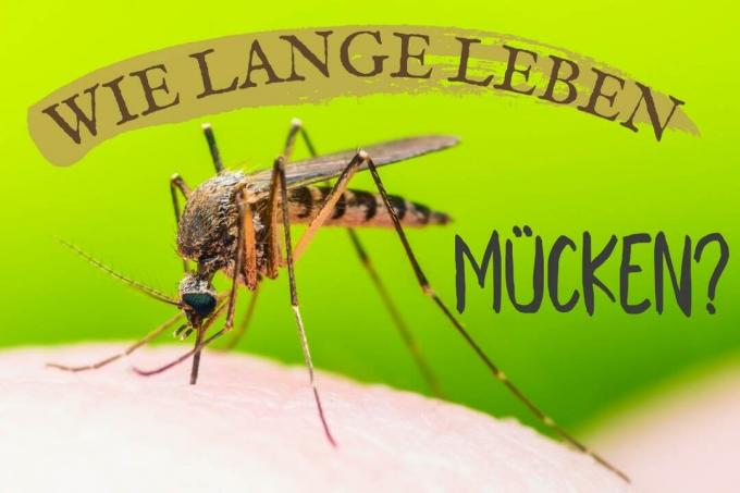 Животни век комараца – наслов