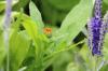 Kehäkukka, Calendula officinalis: hoito A