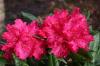 Vakre blad-rhododendron-varianter for hagen