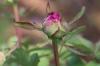 झाड़ीदार peonies की उचित देखभाल और छंटाई, Paeonia suffruticosa