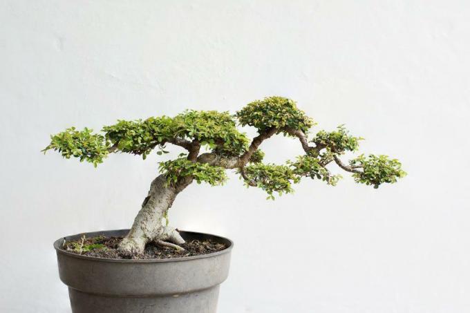 Kiinan jalava bonsai