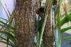 Palma Yucca ima rumene liste / rjave lise