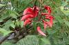 Coral tree, Erythrina crista-galli: care from A-Z