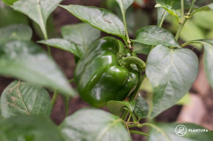 Bushy green pepper plant