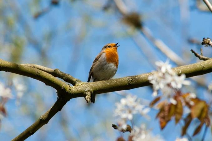 τραγουδώντας robin