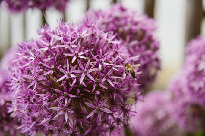 Dekoratīvs sīpolu zieds ar bišu