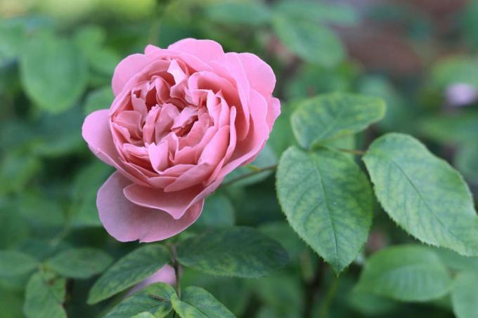 Rosa centifolia " Muscosa"