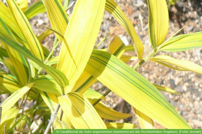Nykštukinis bambukas – Pleioblastus viridistriatus