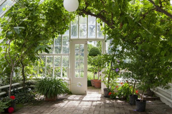Conservatory with a lime blanket