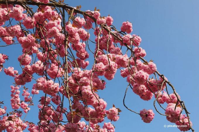 Cireș ornamental, Prunus serrulata