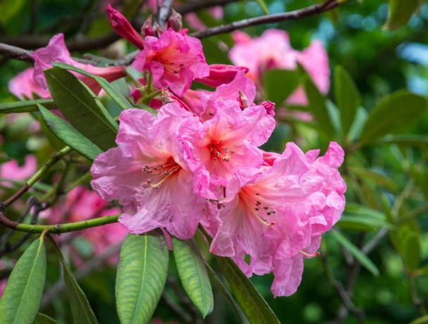 hododendron arboreum. Ebony bloom