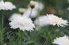Usine de glace, Mesembryanthemum: entretien et taille